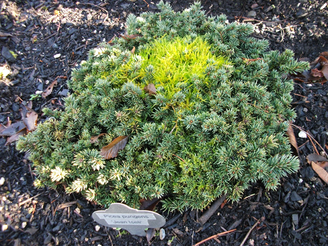 Picea pungens 'Jean Iseli'